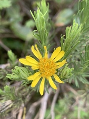 Arrowsmithia tenuifolia
