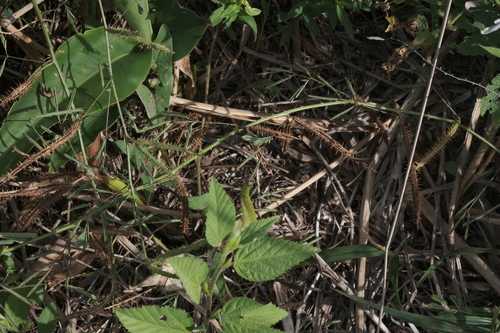Mimosa candollei, photograph 3