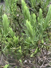 Arrowsmithia tenuifolia