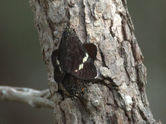 Platagarista macleayi