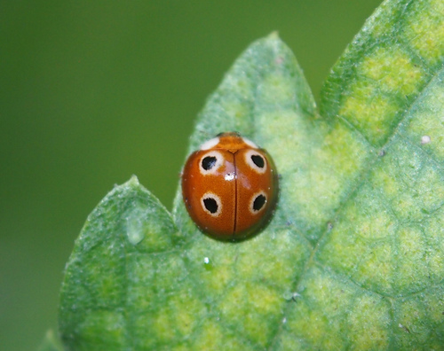 Genus Phrynocaria · iNaturalist