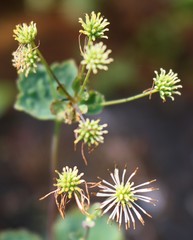 Thalictrum dalzellii