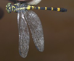 Lamelligomphus castor
