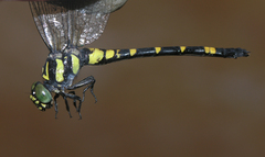 Lamelligomphus castor