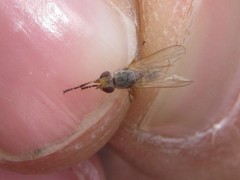 Ditaeniella grisescens