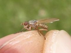 Ditaeniella grisescens