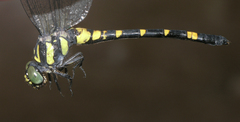 Lamelligomphus castor