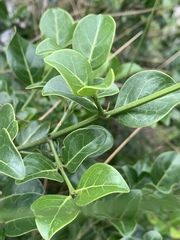 Psydrax obovata elliptica