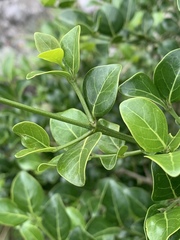 Psydrax obovata elliptica