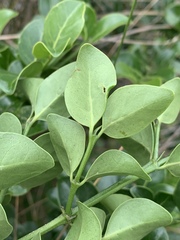 Psydrax obovata elliptica