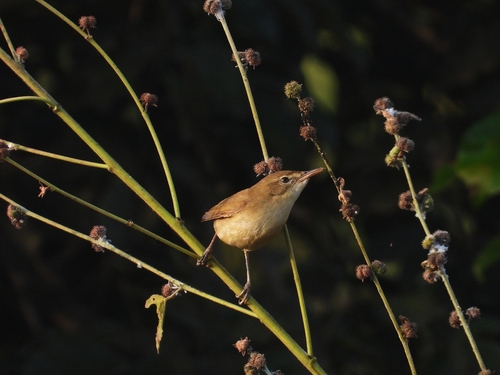 Blyth's Reed Warbler, VH64+FJW Anjanapura Central Park, Anjanapura 7th Block, Lal Bahadur Shastri Nagar, Bengaluru, Karnataka 560108, India, photo 9 of 10
