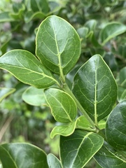 Psydrax obovata elliptica