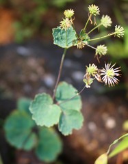 Thalictrum dalzellii