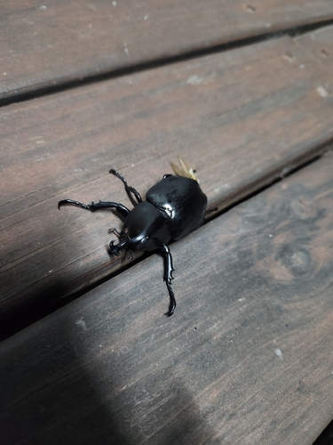 Australian Rhinoceros Beetle