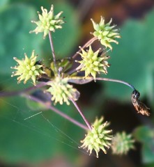 Thalictrum dalzellii