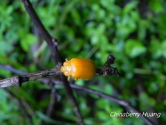 Podontia lutea