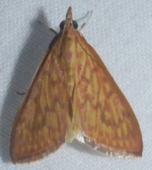 Ecpyrrhorrhoe damastesalis