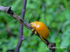Podontia lutea