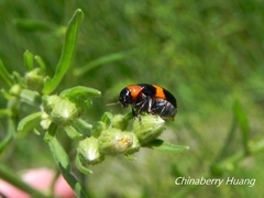 Physosmaragdina nigrifrons