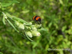 Physosmaragdina nigrifrons