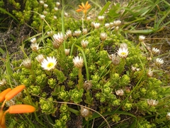 Helichrysum mariepscopicum