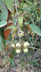 Chrysophyllum