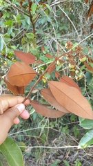 Chrysophyllum