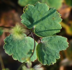 Thalictrum dalzellii