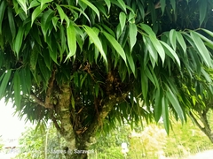 Ficus celebensis