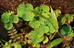 Thalictrum dalzellii
