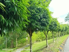 Ficus celebensis