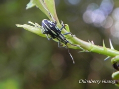 Cyphicerini