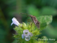Rhopalus sapporensis