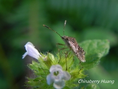 Rhopalus sapporensis