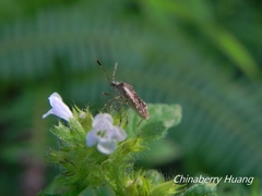 Rhopalus sapporensis