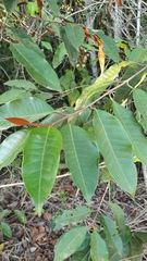 Chrysophyllum