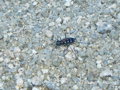Cosmodela separata