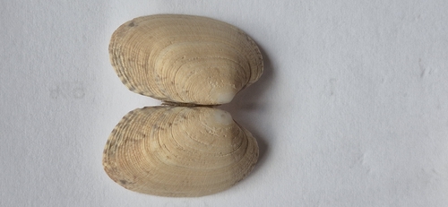 Venerupis corrugata