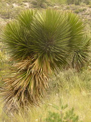 Yucca periculosa