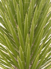 Yucca periculosa