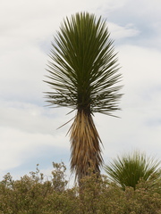 Yucca periculosa