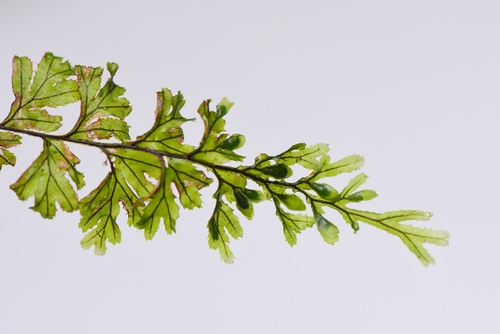 Hymenophyllum holochilum observed 2025-08-15