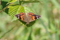 Vanessa gonerilla ida