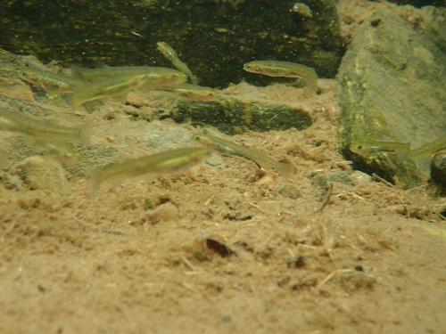 Flathead galaxias (Galaxias depressiceps) — Galaxiidae — 4