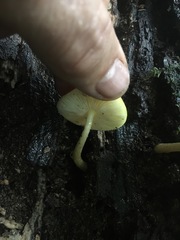 Pluteus chrysaegis