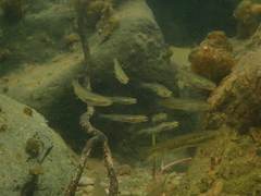 Taieri Flathead Galaxias photo 2