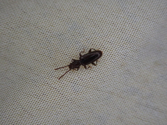 Cryptamorpha brevicornis