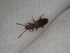 Cryptamorpha brevicornis