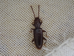 Cryptamorpha brevicornis