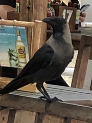 Corvus splendens